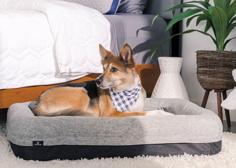 Performance - Small Dog Bed - Gray